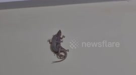 Two cute lizards caught making love, want to know are they make love? Just check the video