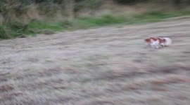 Dog displays amazing football skills in slow motion in a field in Ireland.