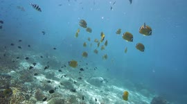 Butterfly fish swimming in crystal clear water in Koh Tao, Thailand.