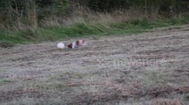 An adorable jack russel terrier shows off his amazing agility and speed on the football field.