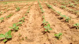 Agriculture formaring feald and small cotton seeds  plants 4k footage