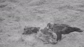 Wedge Tailed Eagle ATTACKED by RAVEN!!