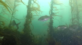 TRUMPETER, MOON STING RAY, PUFFERFISH