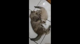 Tiny Cat Fight Club: Four adorable kittens gently slug it out on the floor in Indonesia