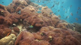 A beautiful field of sea anemones at the dive site Sail Rock in the Gulf of Thailand