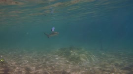 Juvenile sharks swimming in the shallows with snorkelers in thailand