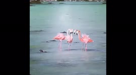 Flamingo get together!