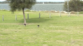 Lucas’s first wildlife video - Australian Pied Oystercatchers feeding on the lawn