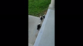 Cute family of baby skunks found living underneath US homeowner's porch