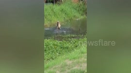 Two monitor lizards wrestle in a pond for mating rights