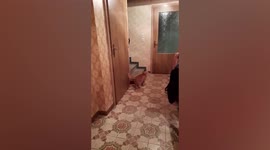 Clever pet cat jumps to reach and twist door knob and enter room in Austria