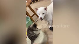 Kitten falls inside trash can while playing with Shiba Inu dog in Taiwan