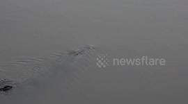 Crocodiles fight for food in wildlife reserve in Singapore