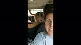 Dogs lose their mind in the backseat when dog walker asks if they want to go for a walk