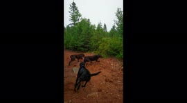 Group of energetic Labrador's dash through the forest