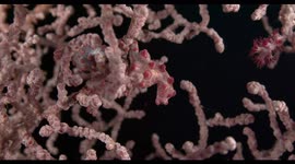 indonesia, komodo, raja ampat, diving, scuba, underwater, wildlife, nature, ocean, pygmy seahorse, seahorse