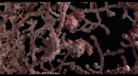 reefscape, coral reef, soft coral, colors, underwater, indonesia, wildlife, pygmy seahorse, seahorse, pregnant