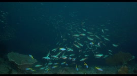 reefscape, coral reef, soft coral, colors, underwater, indonesia, wildlife, fish, reef fish, angelfish, reefscape, blue
