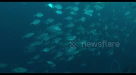 reefscape, coral reef, soft coral, colors, underwater, indonesia, wildlife, fish, reef fish, reefscape, blue