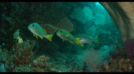 reefscape, coral reef, soft coral, colors, underwater, indonesia, wildlife, fish, reef fish, reefscape, sweetlips