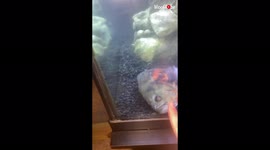 ''Are You Dead? Nah, Just Chillin'' - Sleeping Fish Scares Owner '