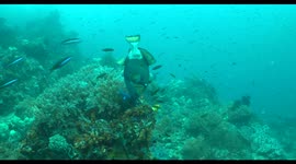 indonesia, komodo, raja ampat, diving, scuba, underwater, wildlife, nature, ocean, reefscape, wild, biodiversity, triggerfish, titan triggerfish
