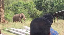 A Lone elephant charges humans and throws mud to express its anger in South India.