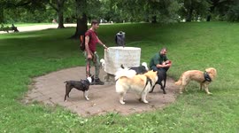 Dogs enjoy a drinking fountain in a London park on a summer day