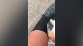 Biker rescues kitten stuck in the road in the Philippines