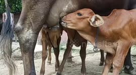 Rare Cow give birth to three healthy calf in Northern India