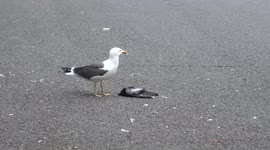 Seagull pecking away on a dead pigeon outside Sainsburys superstore in London