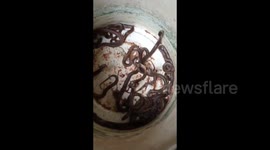 Twenty six cobra hatchlings  with mother Cobra released to forest in Eastern India.