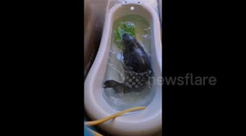 Adorable seal enjoying a soak in a BATHTUB will heal hearts today.