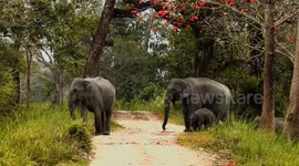 Elephant Group Road Crossing