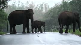 Baby elephant trials behind and gets help from its papa to cross  the highway in South India