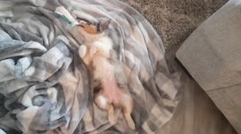 Adorable puppy Blue loves to play with her favorite toy shark