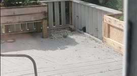 Kittens on the Backyard Deck Feral Kittens Wild Animals Cute