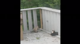 Kittens Playing on the Backyard Deck in the Spring Feral Cats