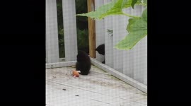 Black Kittens Playing on the Backyard Deck in the Spring Feral Cats Cute
