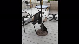 Group of Feral Cute Kittens Playing on the Outdoor Furniture on My Backyard Deck in the Spring