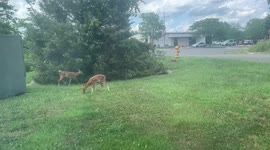 I live in the forest; Two young deer feeding in the front yard