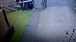 A Cat chasing and nearly catching a squirrel