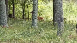 Curious deer wanders by my cabin while I watch