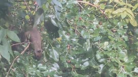 Chubby squirrel almost falls from tree while eating berries