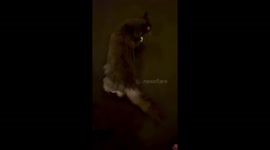 MaineCoon cat takes himself to bed every night and you only have to ask him once.