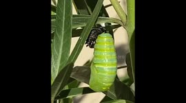 Monarch butterfly caterpillar chrysalis forming on a Swan plant.