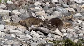 Baby raccoons devour massive smallmouth bass