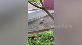 Monkey swims in residential pool