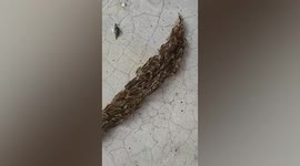 Dozens of worms squirm together to form bizarre long line