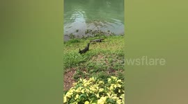 Ferocious lizard attacks otter while animal’s family looks on